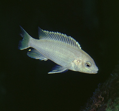Labidochromis caeruleus 'Cape Kaiser'